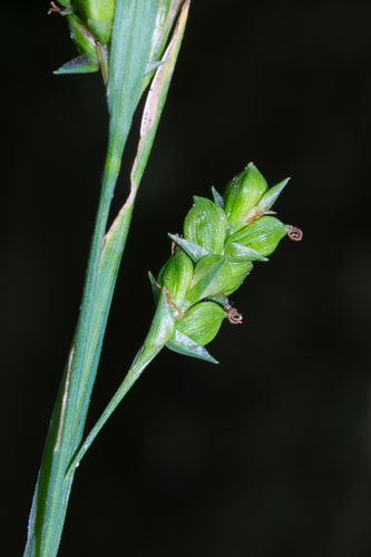 Carex laxiculmis var. laxiculmis photograph