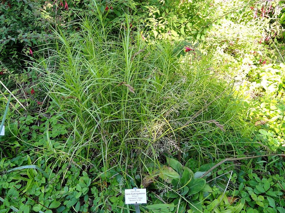 Carex muskingumensis — whole photograph