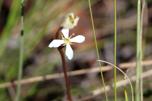 Bartonia verna — flower photograph