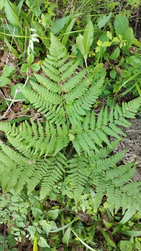 Pteridium latiusculum — foliage photograph