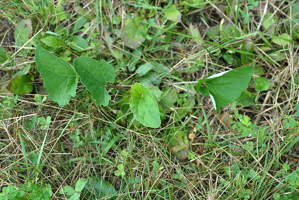 Arnoglossum atriplicifolium — foliage photograph