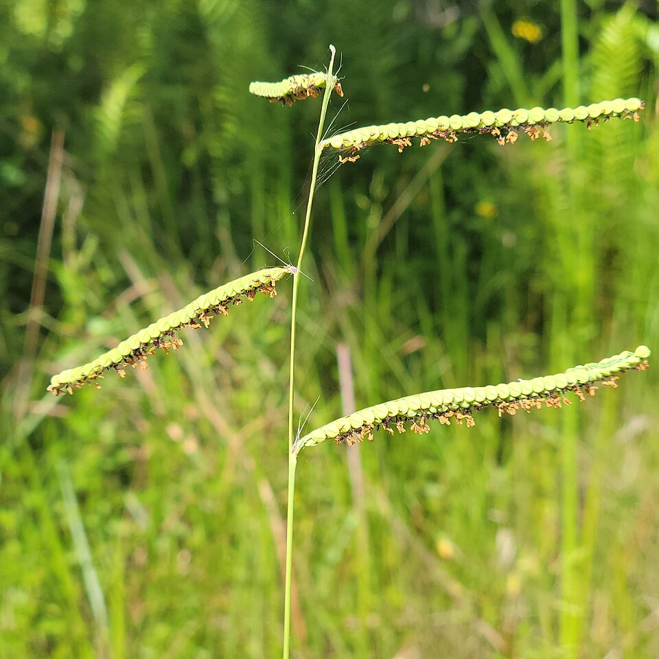 Paspalum praecox — bloom photograph