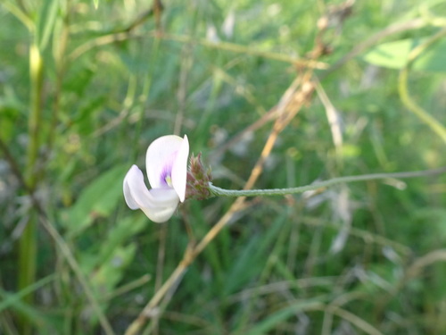 Strophostyles leiosperma photograph