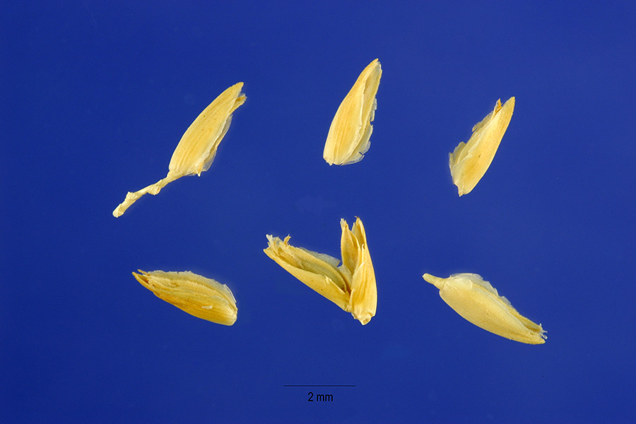 Distichlis spicata — fruit photograph