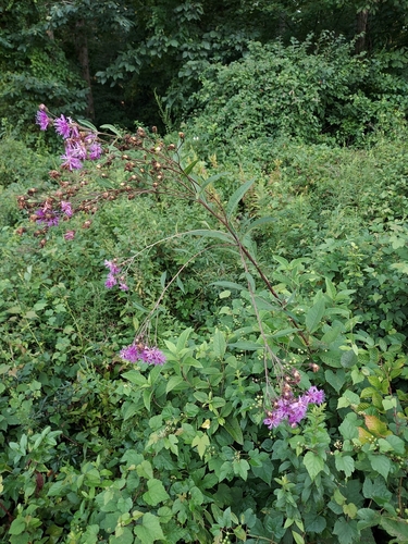 Vernonia glauca photograph
