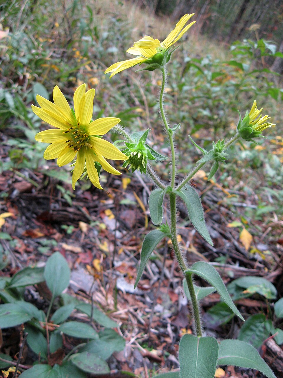 Silphium mohrii — flower photograph