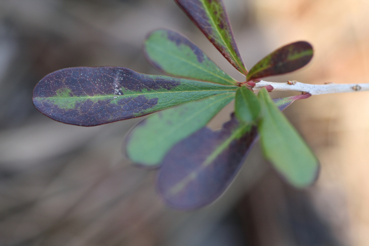 Cyrilla racemiflora — leaf photograph