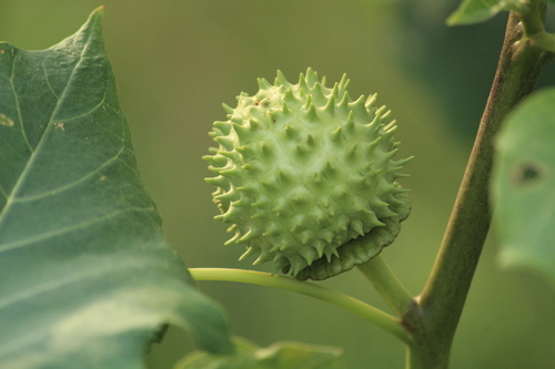 Datura metel — fruit photograph