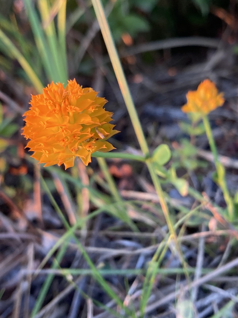 Senega lutea — bloom photograph