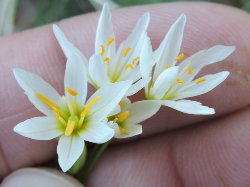 Nothoscordum bivalve — flower photograph