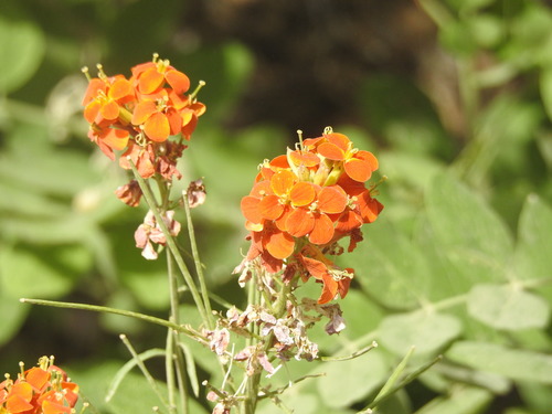 Erysimum capitatum — flower photograph