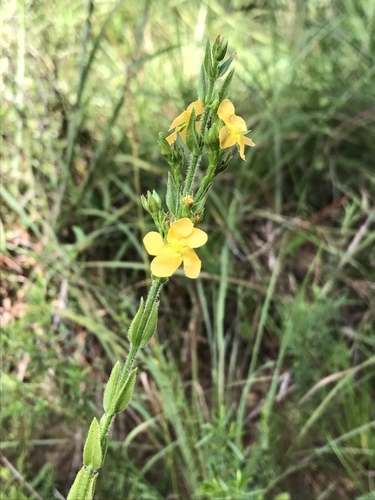 Hypericum setosum — flower photograph