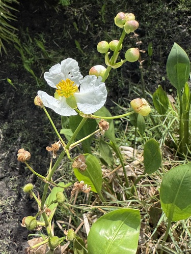 Sagittaria lancifolia — flower photograph