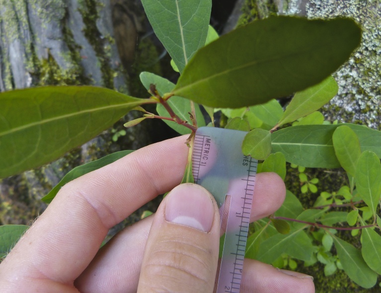 Hypericum walteri — leaf photograph