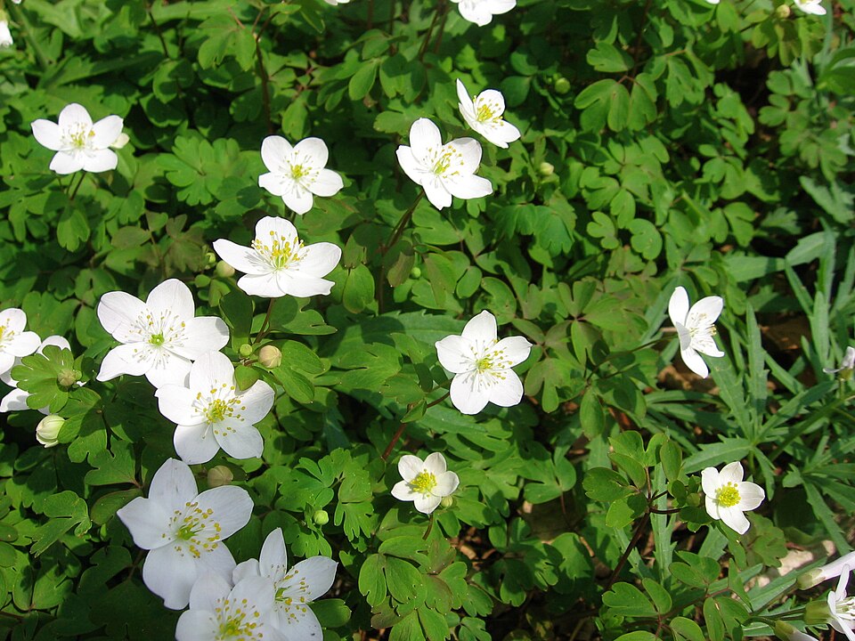 Enemion biternatum — bloom photograph