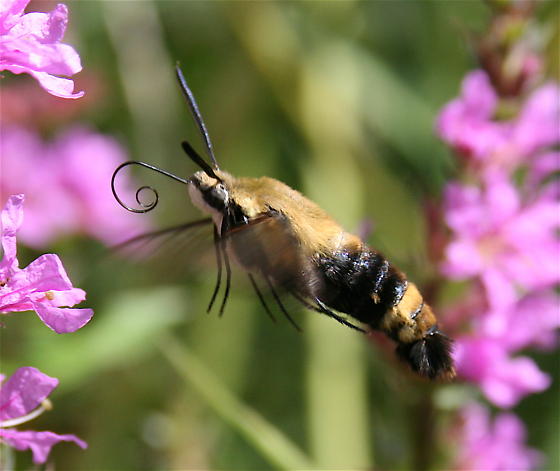 Snowberry Clearwing