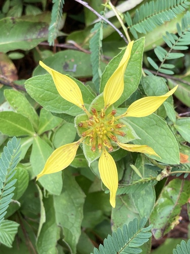 Tetragonotheca helianthoides — flower photograph