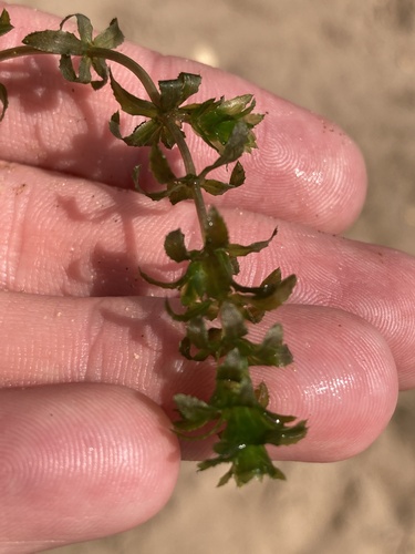 Hydrilla verticillata — foliage photograph