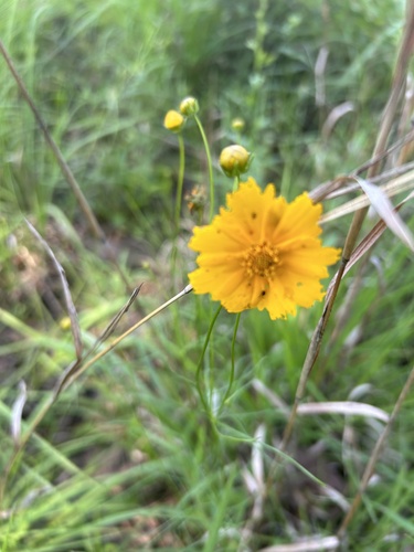 Coreopsis grandiflora var. harveyana photograph