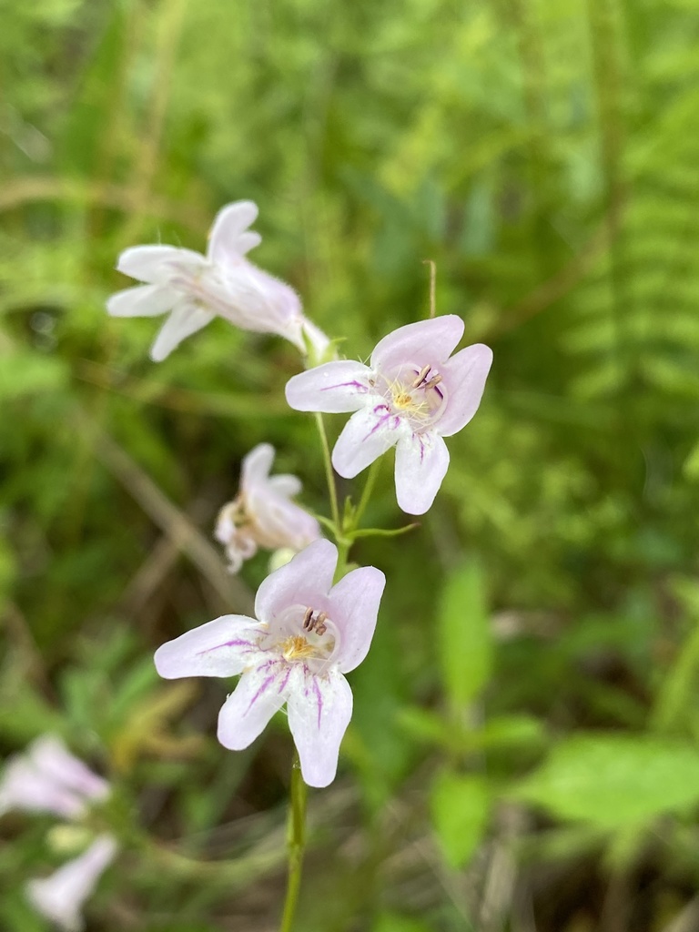 Penstemon laevigatus — bloom photograph