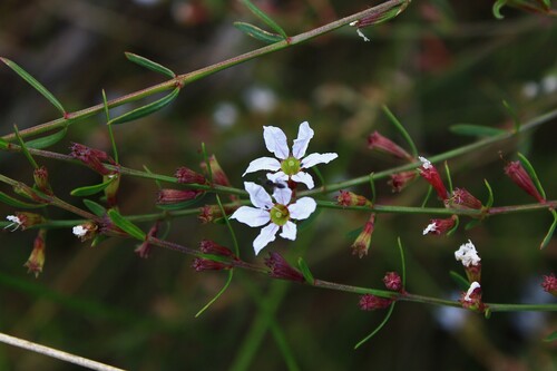 Lythrum lineare — flower photograph