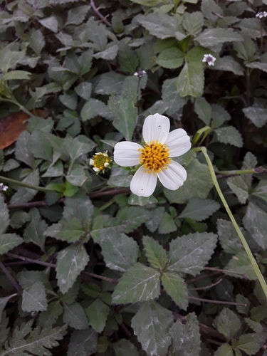 Bidens alba — flower photograph