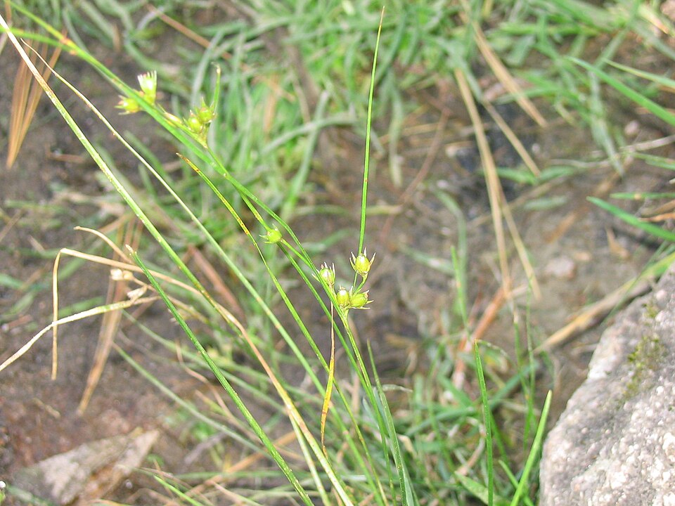 Juncus interior — fruit photograph