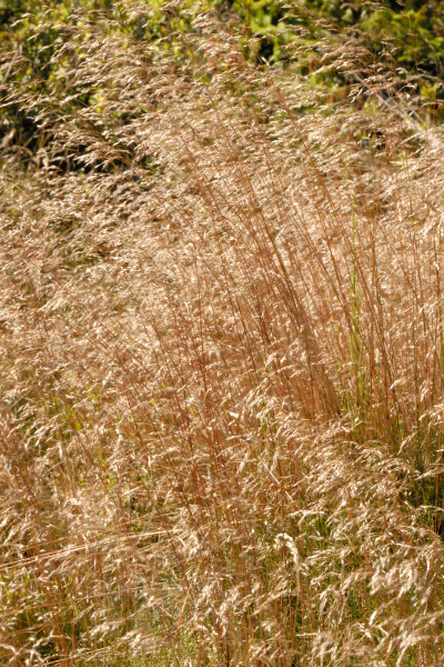 Agrostis canina — whole photograph