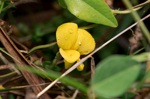 Vigna luteola — flower photograph