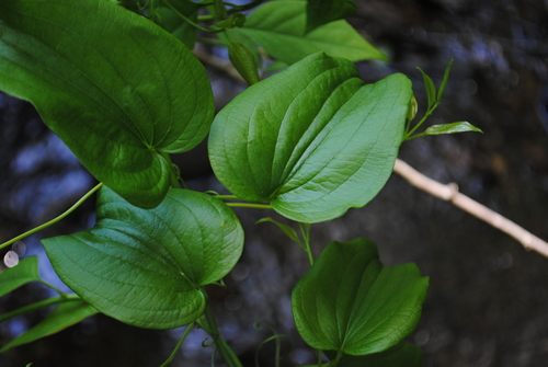 Smilax pulverulenta — foliage photograph
