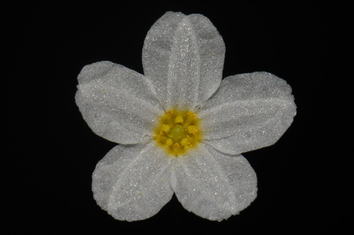 Nymphoides cordata — flower photograph