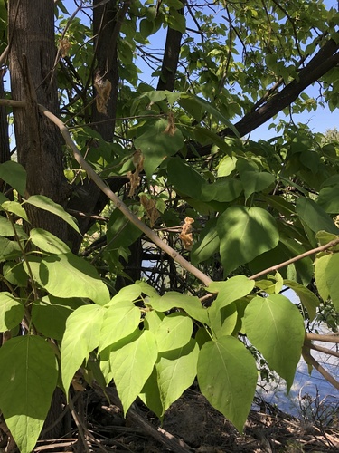 Catalpa speciosa — foliage photograph