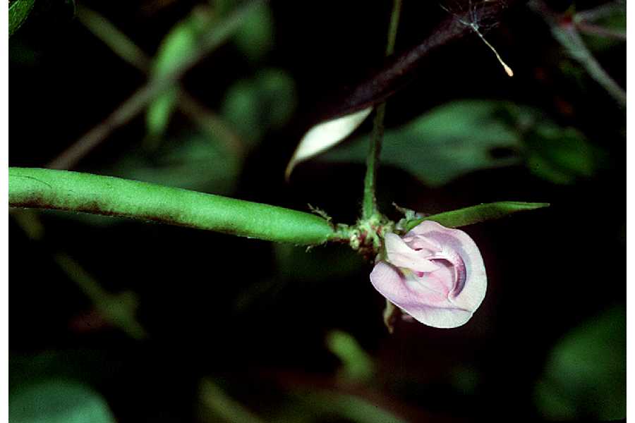 Strophostyles helvola — flower photograph