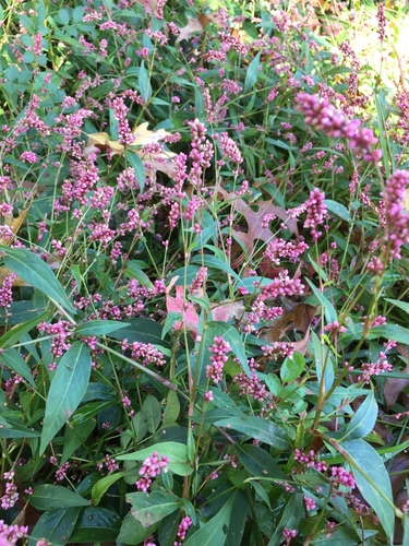 Persicaria longiseta — flower photograph