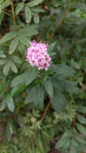 Spiraea salicifolia — flower photograph
