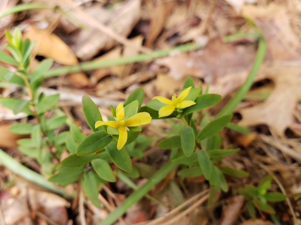 Hypericum hypericoides — bloom photograph