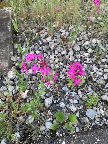 Atocion armeria — flower photograph