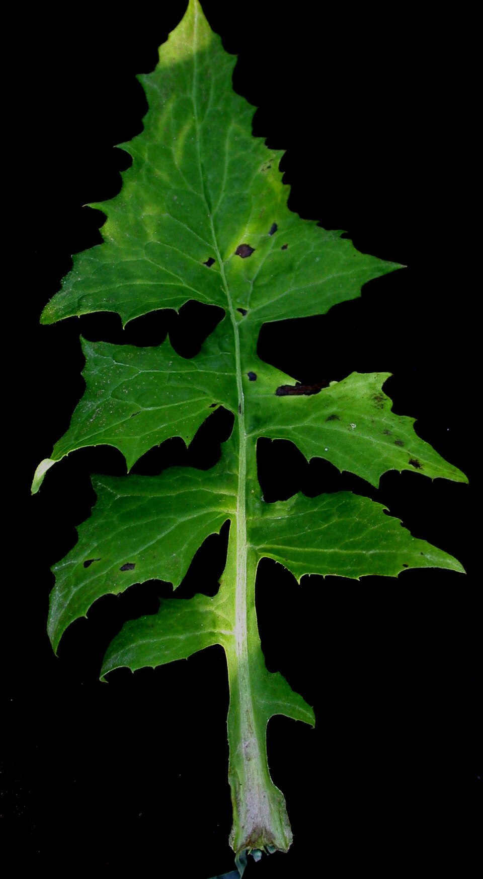 Lactuca biennis — leaf photograph