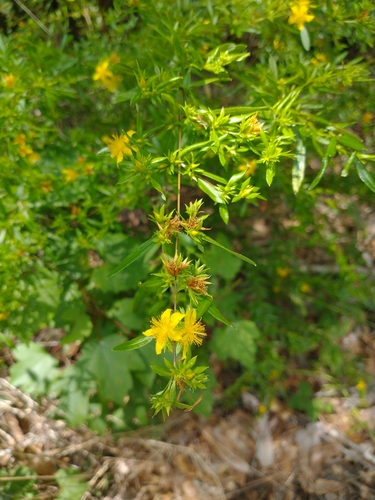 Hypericum galioides — whole plant photograph