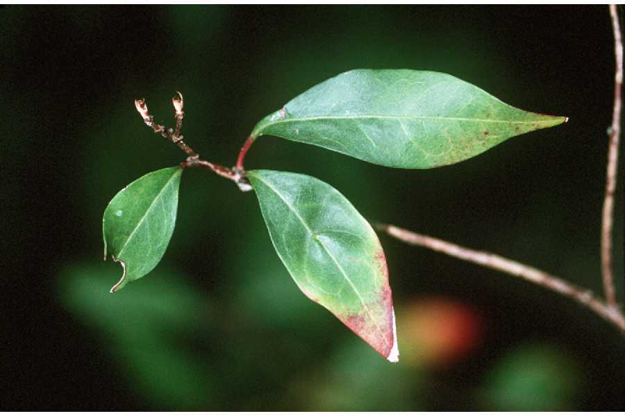 Ditrysinia fruticosa — foliage photograph