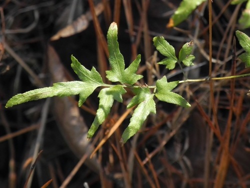 Lygodium japonicum — foliage photograph