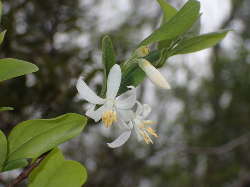 Styrax americanus — flower photograph