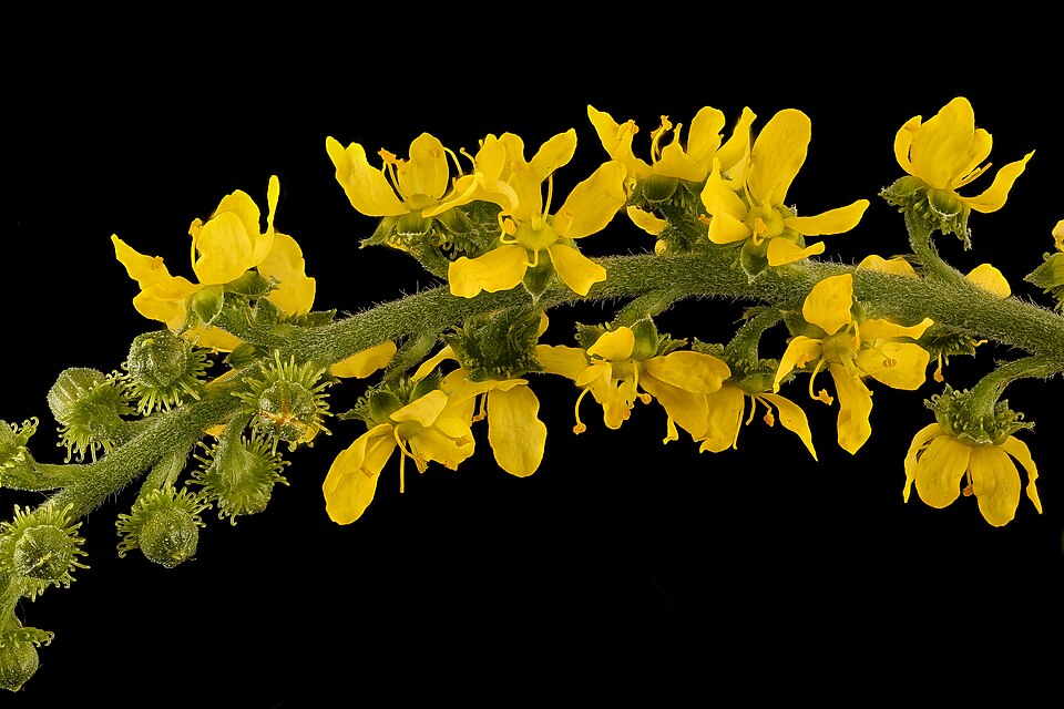Agrimonia parviflora — bloom photograph