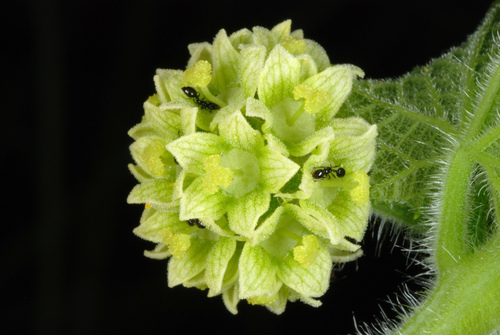 Sicyos angulatus — fruit photograph