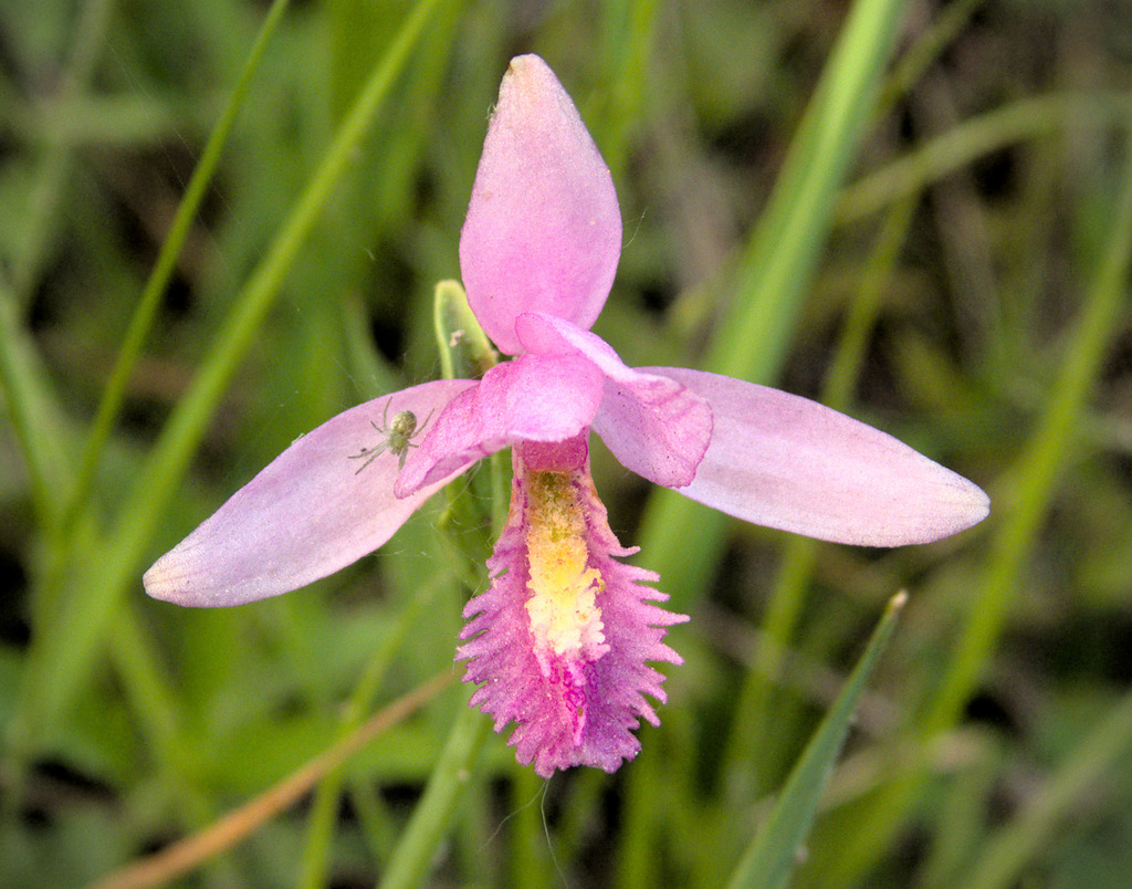 Pogonia ophioglossoides — bloom photograph