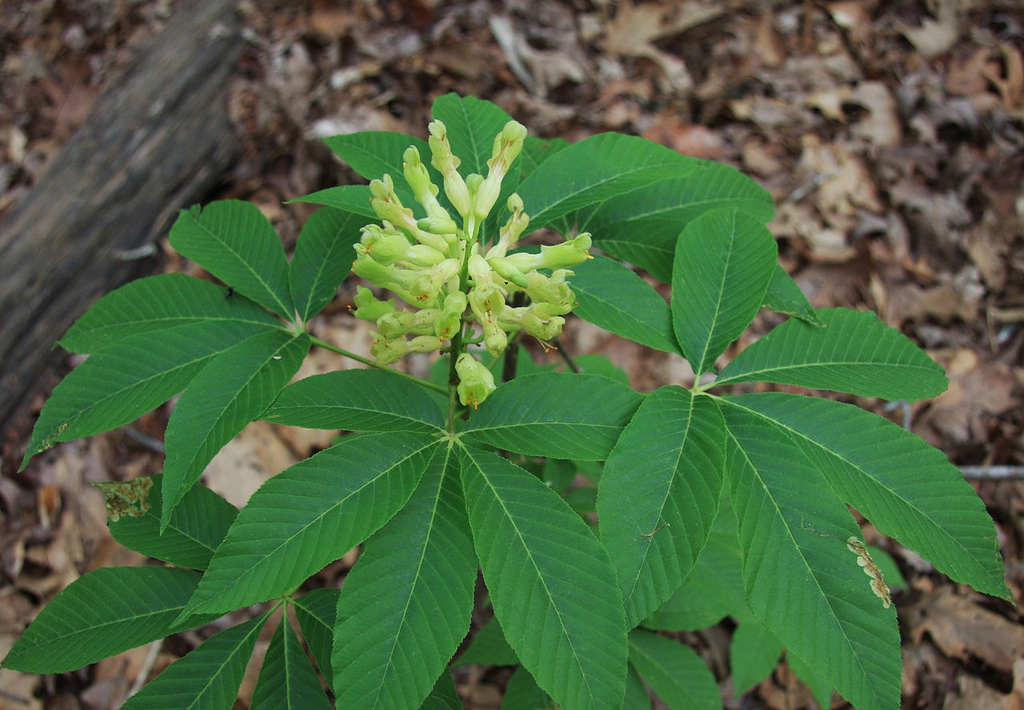 Aesculus sylvatica — bloom photograph