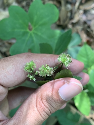 Sanicula smallii — fruit photograph