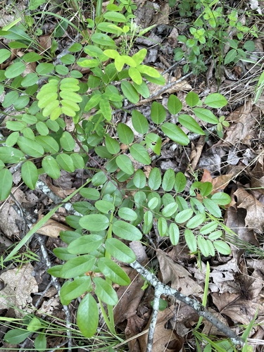 Amorpha glabra photograph