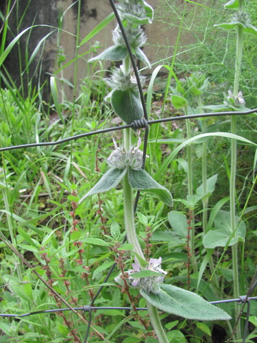 Stachys germanica — whole plant photograph