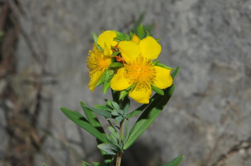 Hypericum dolabriforme — flower photograph